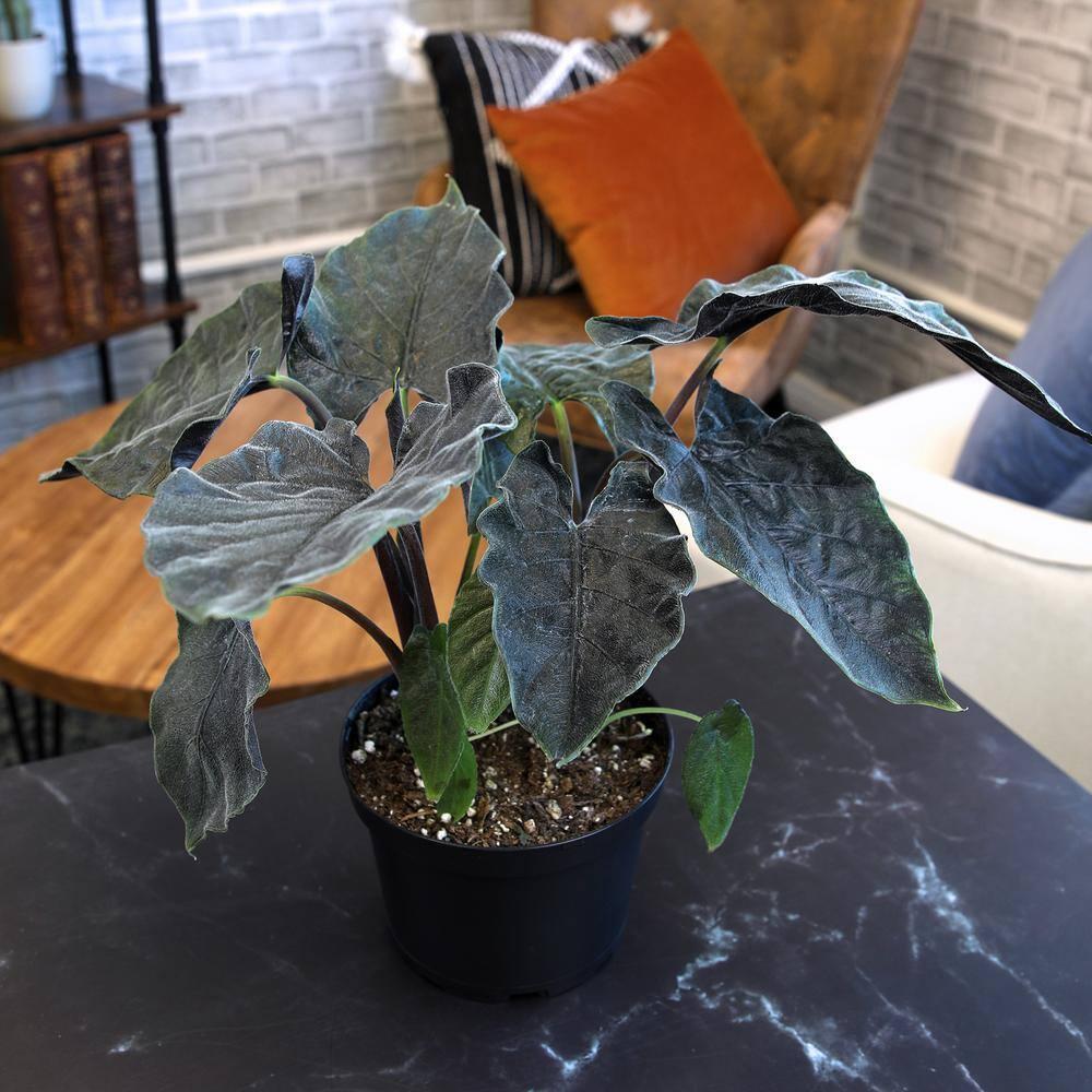 Alocasia de Terciopelo Antoro, Planta de Interior Poco Común 6 Pulgadas. Maceta de Cultivo; Sol Indirecto Element por Plantas Altman