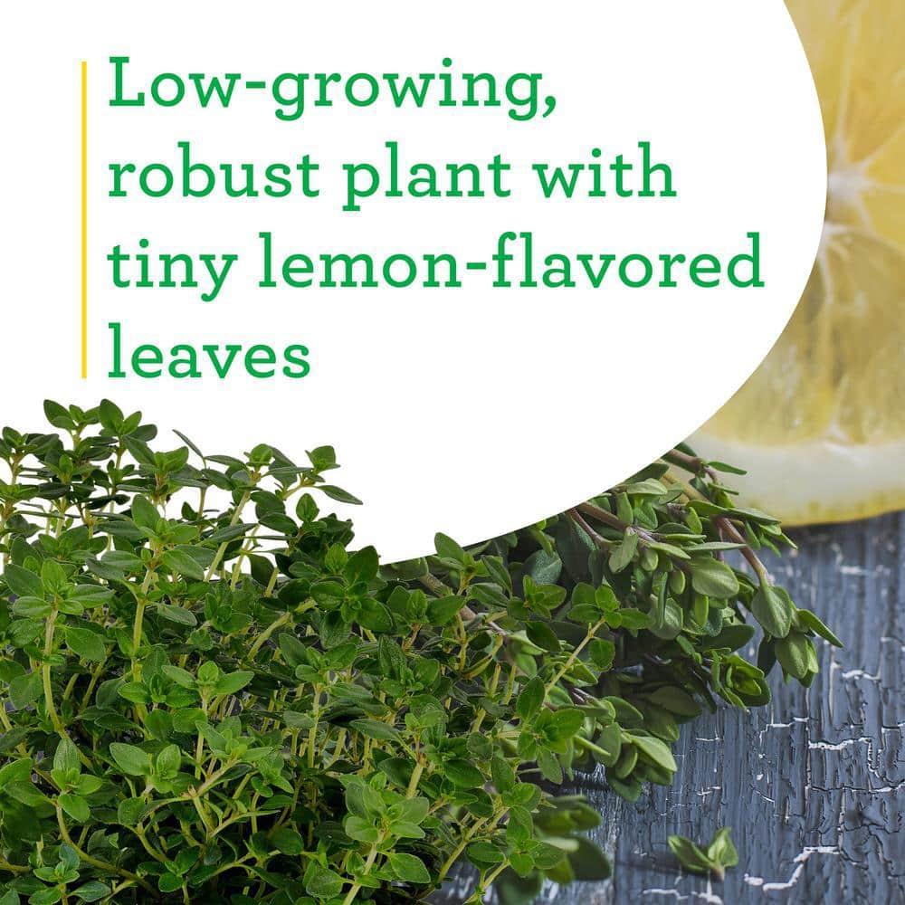 Bonnie Plants Lemon Thyme 19.3 oz. 2-Pack