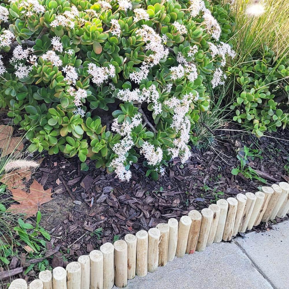 Backyard X-Scapes Eucalyptus Outdoor Garden Borders Wood Lawn Edging