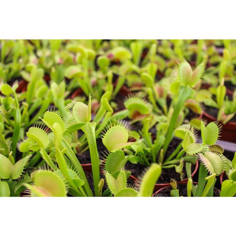 Altman Plants 3.5" Venus Fly Trap Live Plant with Grower Pot