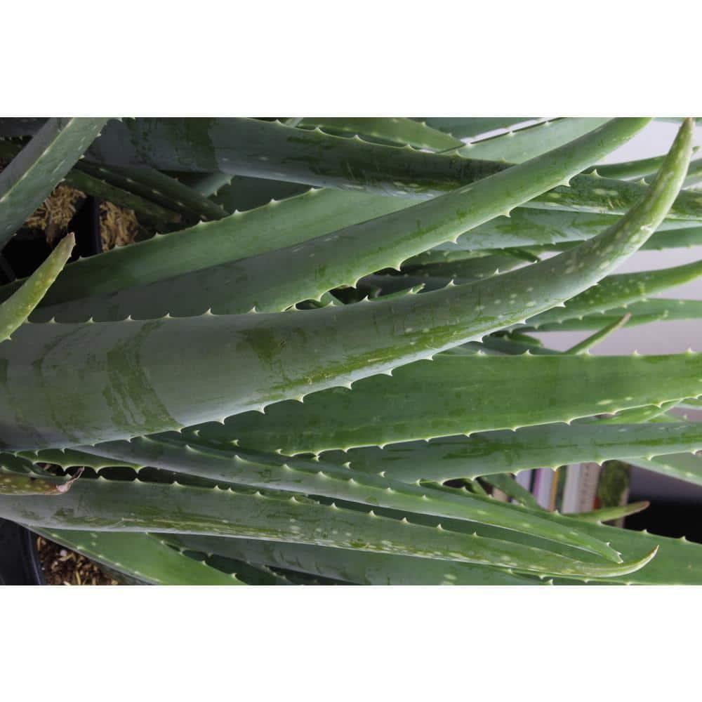 Element by Altman Plants Aloe Vera Succulent 3PK - Live House Plants - 3.5 in Grower Pot