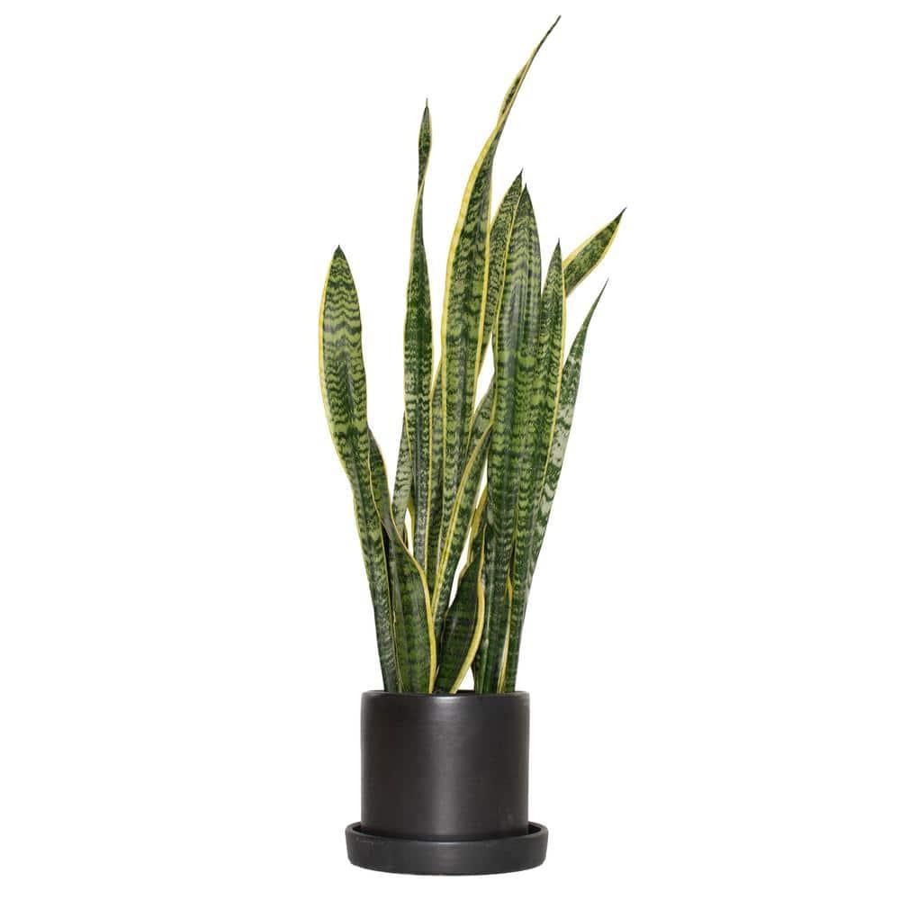 6 in. Laurentii Snake Plant in 7 in. Matte Black Hyde Container