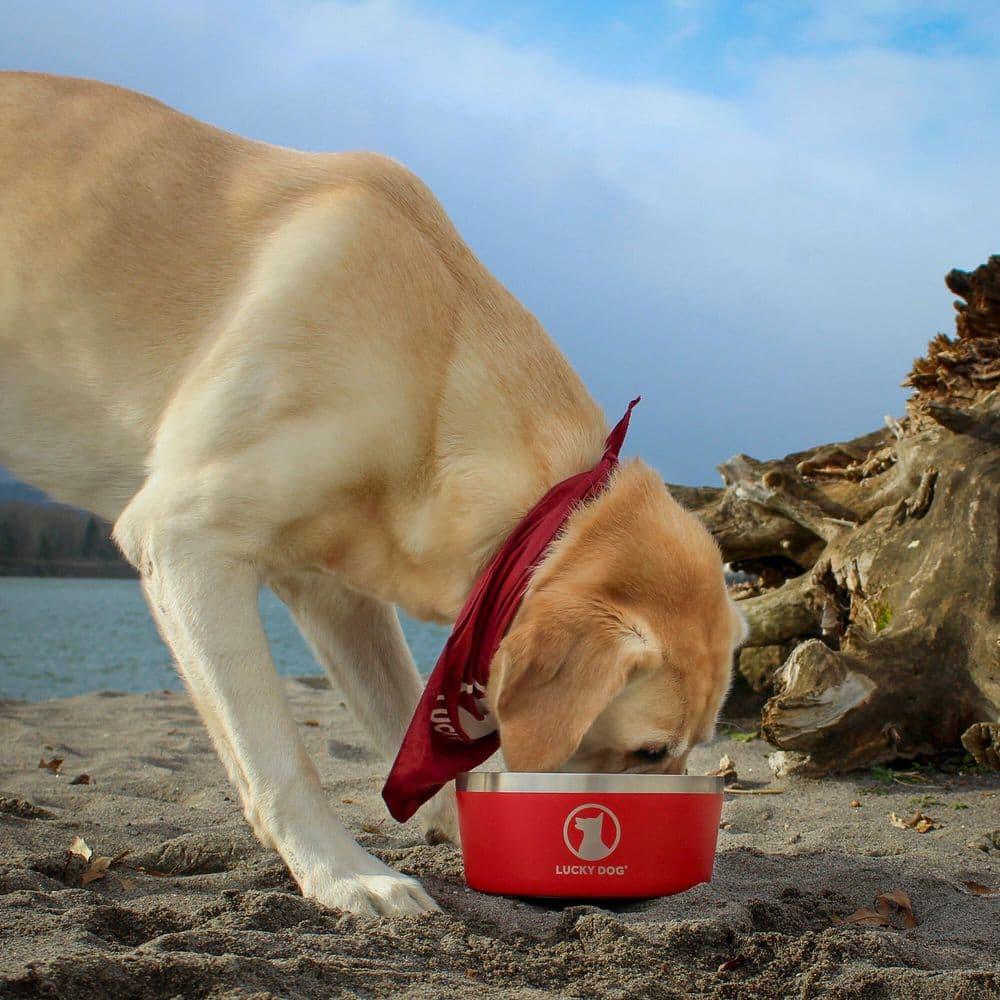 Lucky Dog Lucky Dog INDULGE 5 Double Wall Stainless Steel Dog Bowl