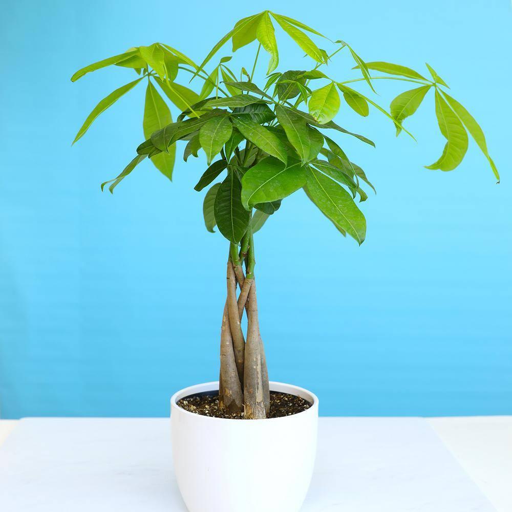 6in Money Tree Plant in Plastic Nursery Pot