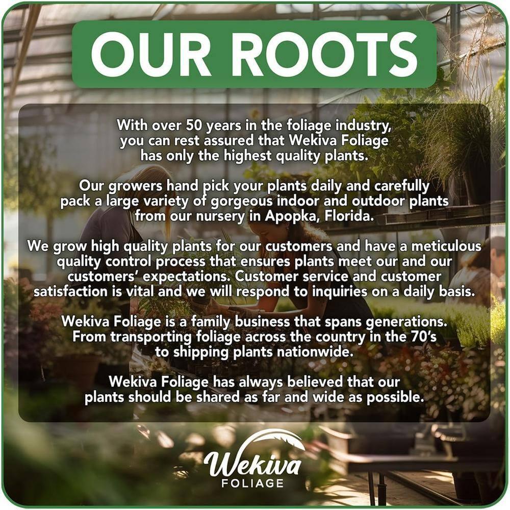 Large Calathea Ctenanthe Pilosa in Brown Plastic Grower Pot