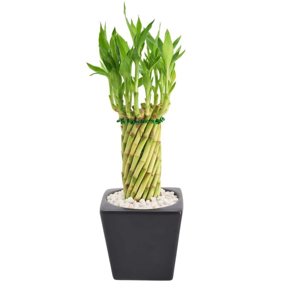 Arcadia Garden Products Arcadia Garden Products Carolina Live Bamboo Plant in Ceramic Planter
