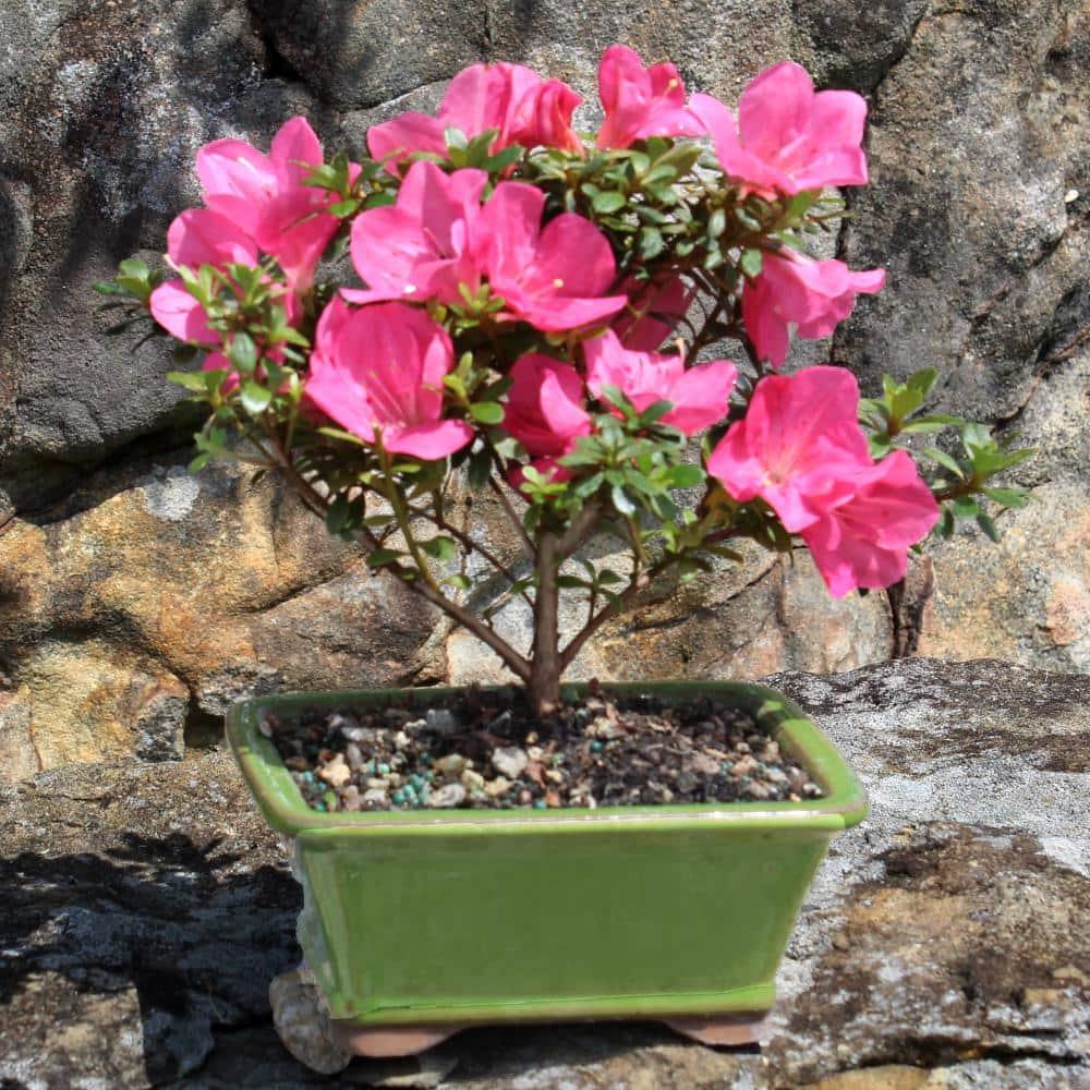 BINLIS Brussel's Satsuki Azalea Azalea Bonsai Live Tree