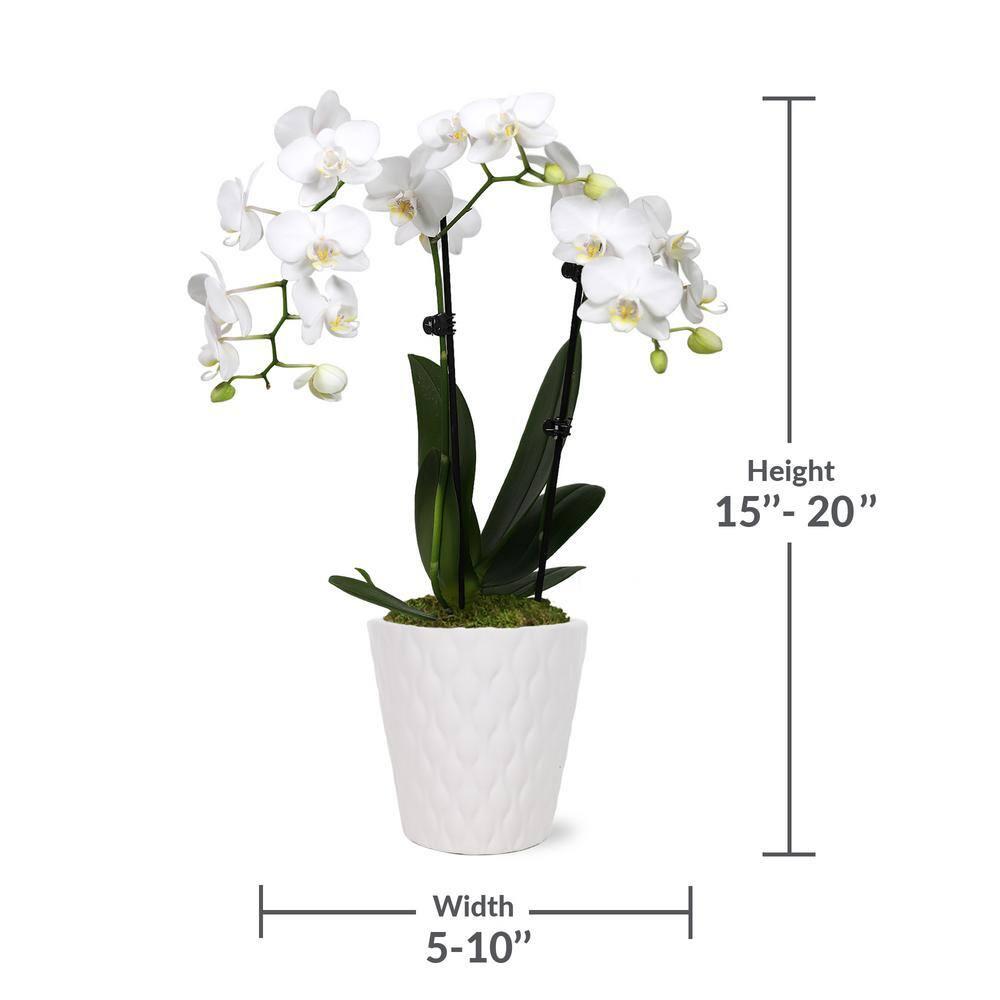 Just Add Ice 15-20" White and Yellow Petite Orchid Live Plant in 3" White Ceramic Pot, House Plant