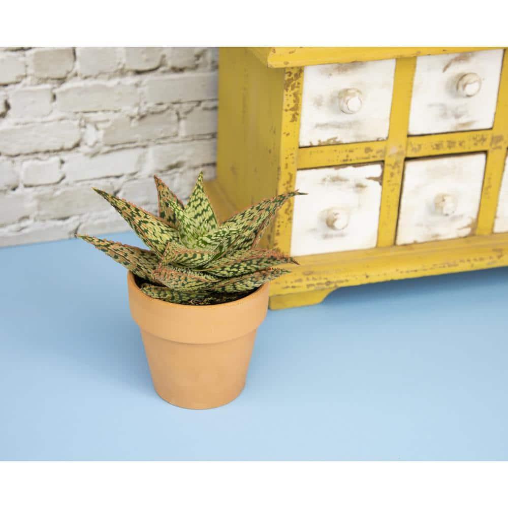 Altman Plants Colorful Star Aloe | Unique Houseplant Gift | 3.5 in Pot | Easy Plant Care | Full Sun