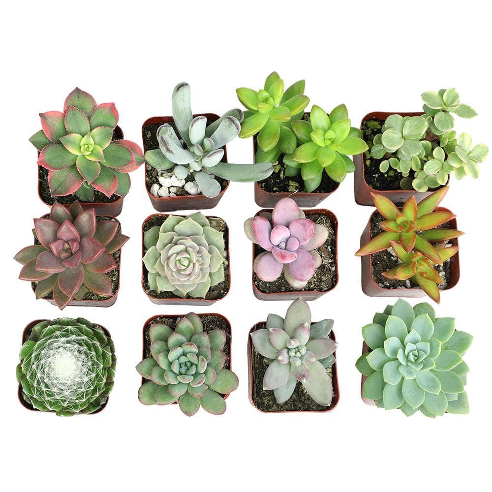 Element by Altman Plants 2" Multi-color Succulent Live Plants (12 Pack)