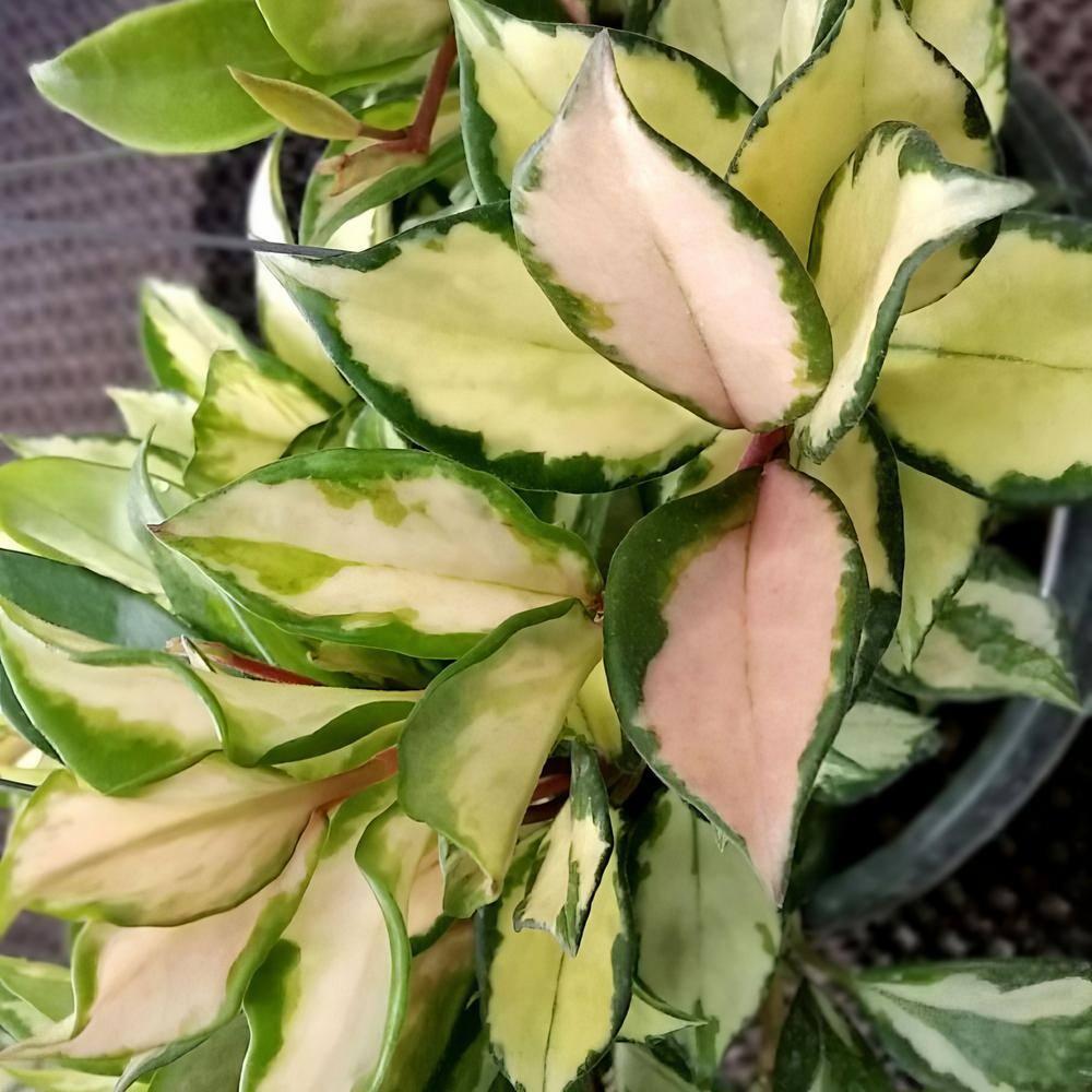 Cream Ceramic 10" Indoor Hoya Carnosa Planter