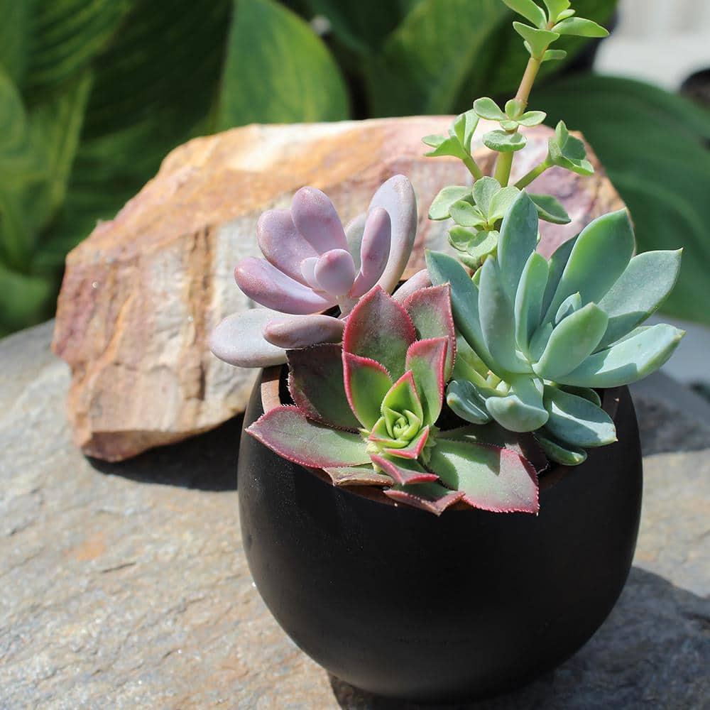 Element by Altman Plants Multicolor Succulent, Live Indoor House Plants with Grower Pots , 2.5 inch , Pack of 4 (Assorted)