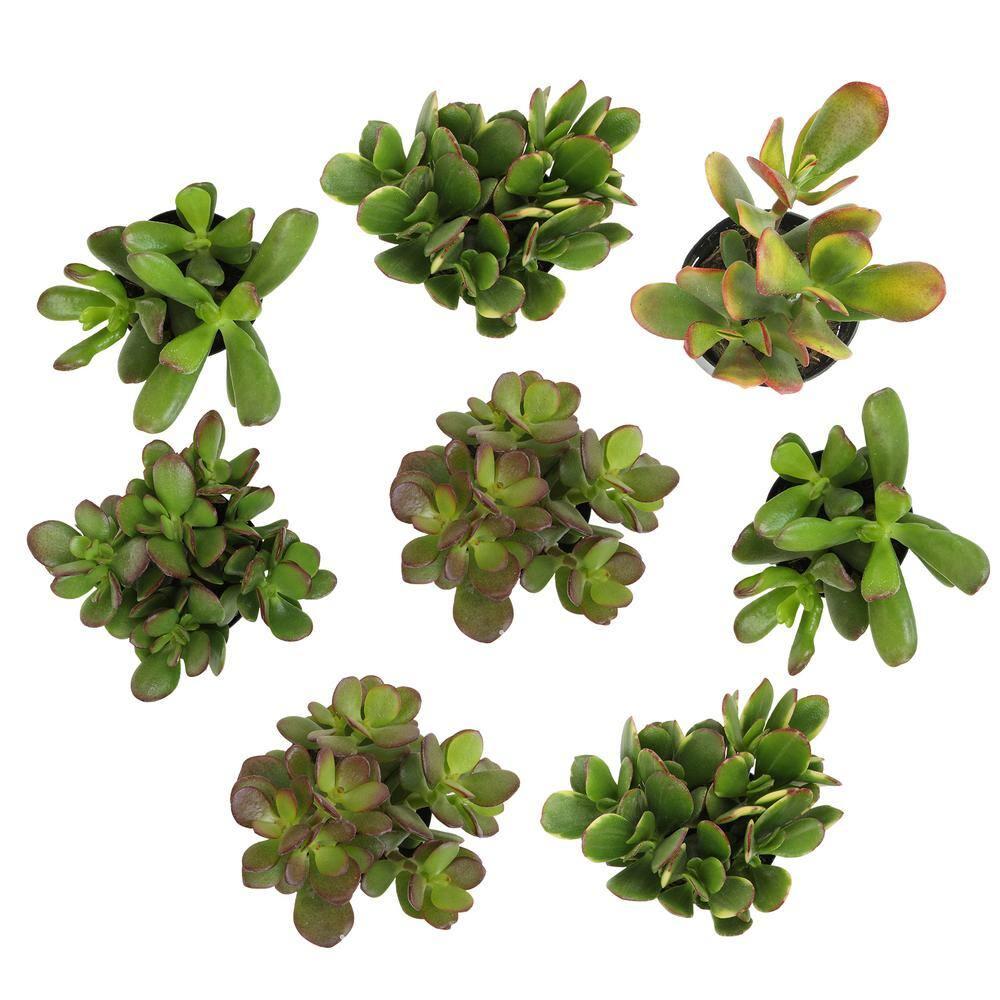 Altman Plants Classic Jade Succulents (8-pack), Easy House Plants in 2.5 in. Grower Pots