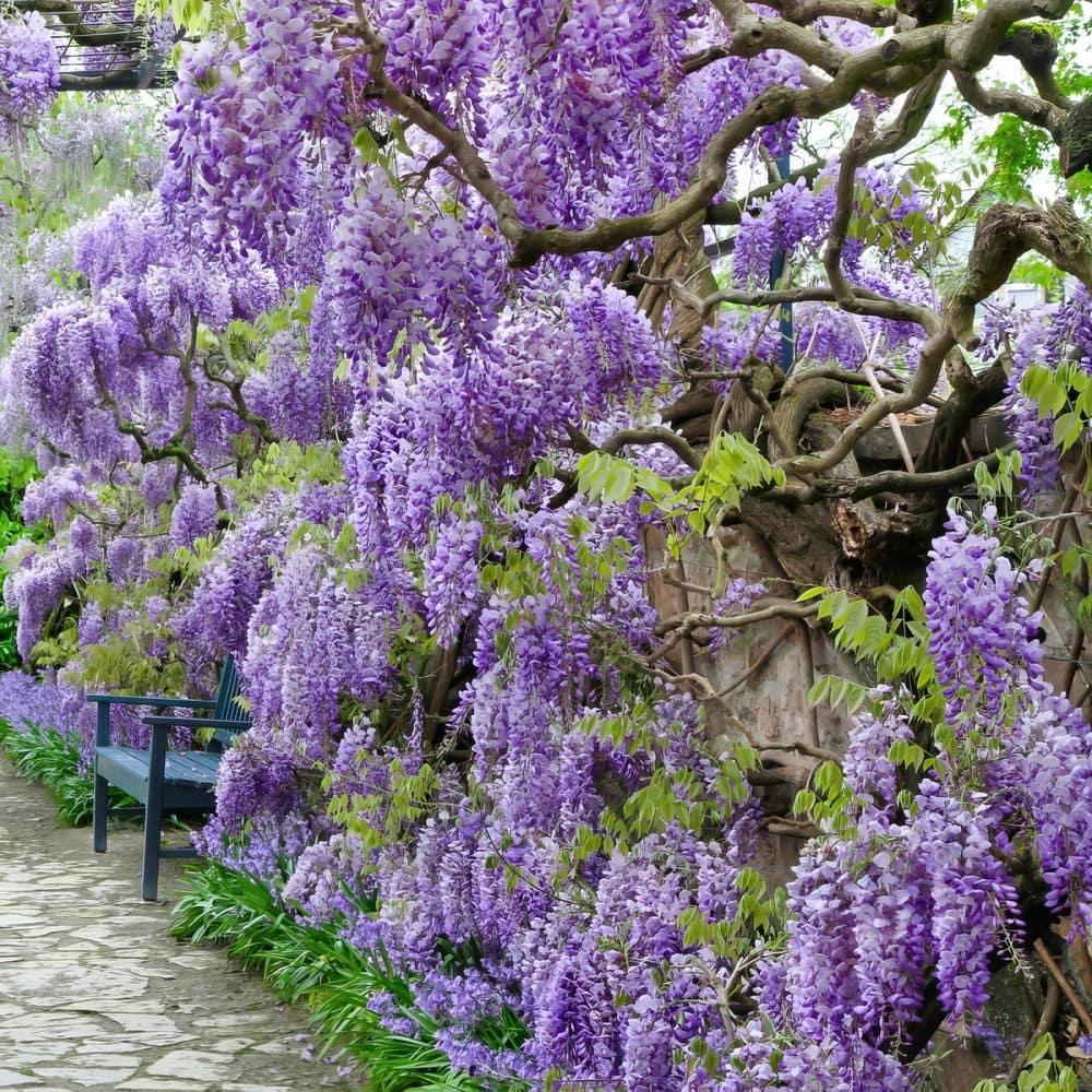 Live Perennial 1 gal Wisteria 'Amethyst Falls' with Full Sunlight