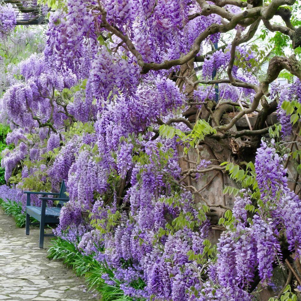 Live Perennial 1 gal Wisteria 'Amethyst Falls' with Full Sunlight