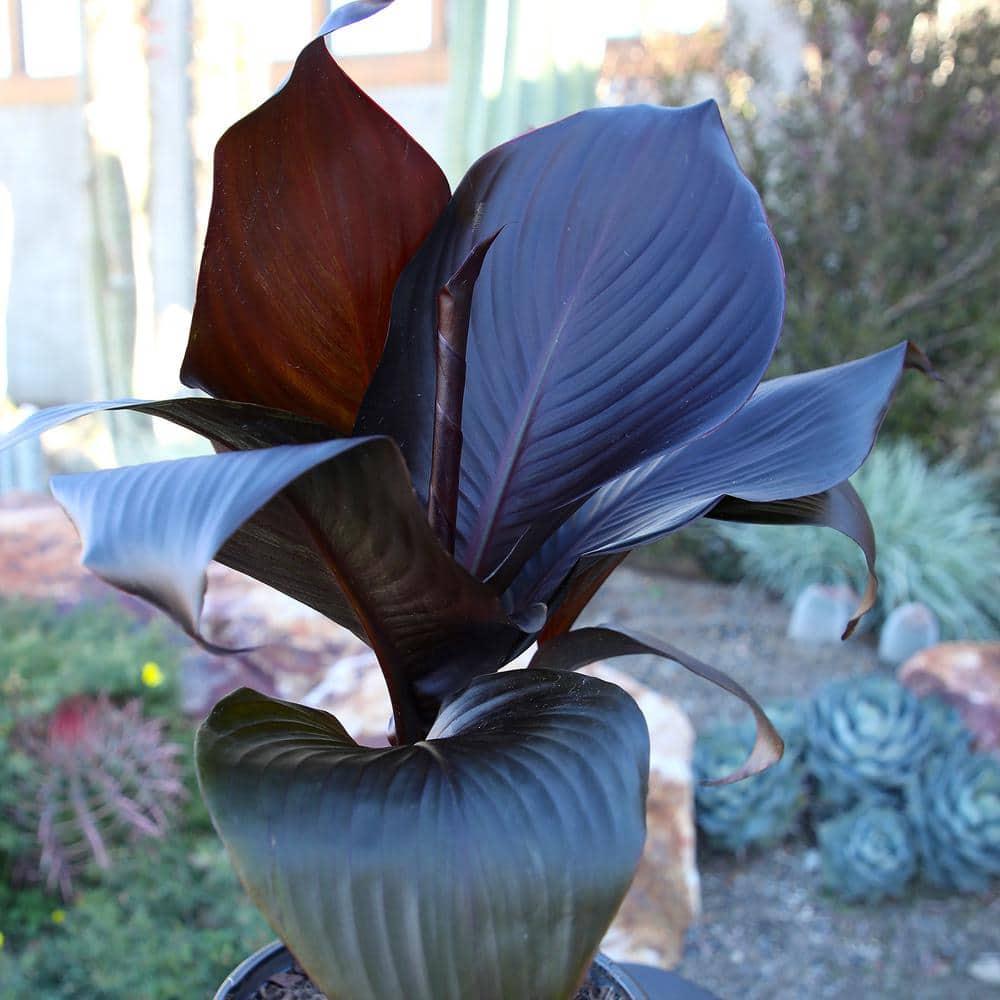Altman Plants Black Tropicanna Canna Lily | Flowering Perennial Plant | 4qt. Grow Pot; Full Sun