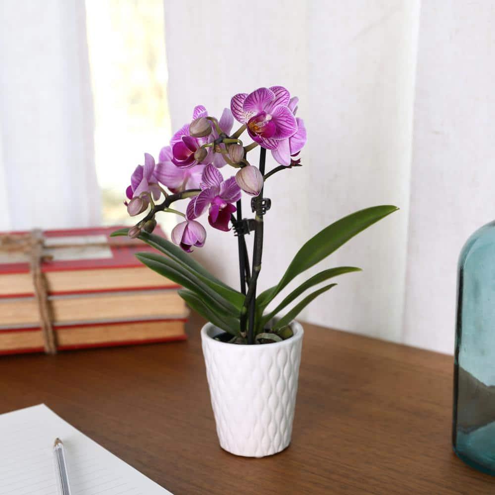 Just Add Ice 6-10" Pink Mini Orchid Live Plant in 2.5" White Ceramic Pot, House Plant