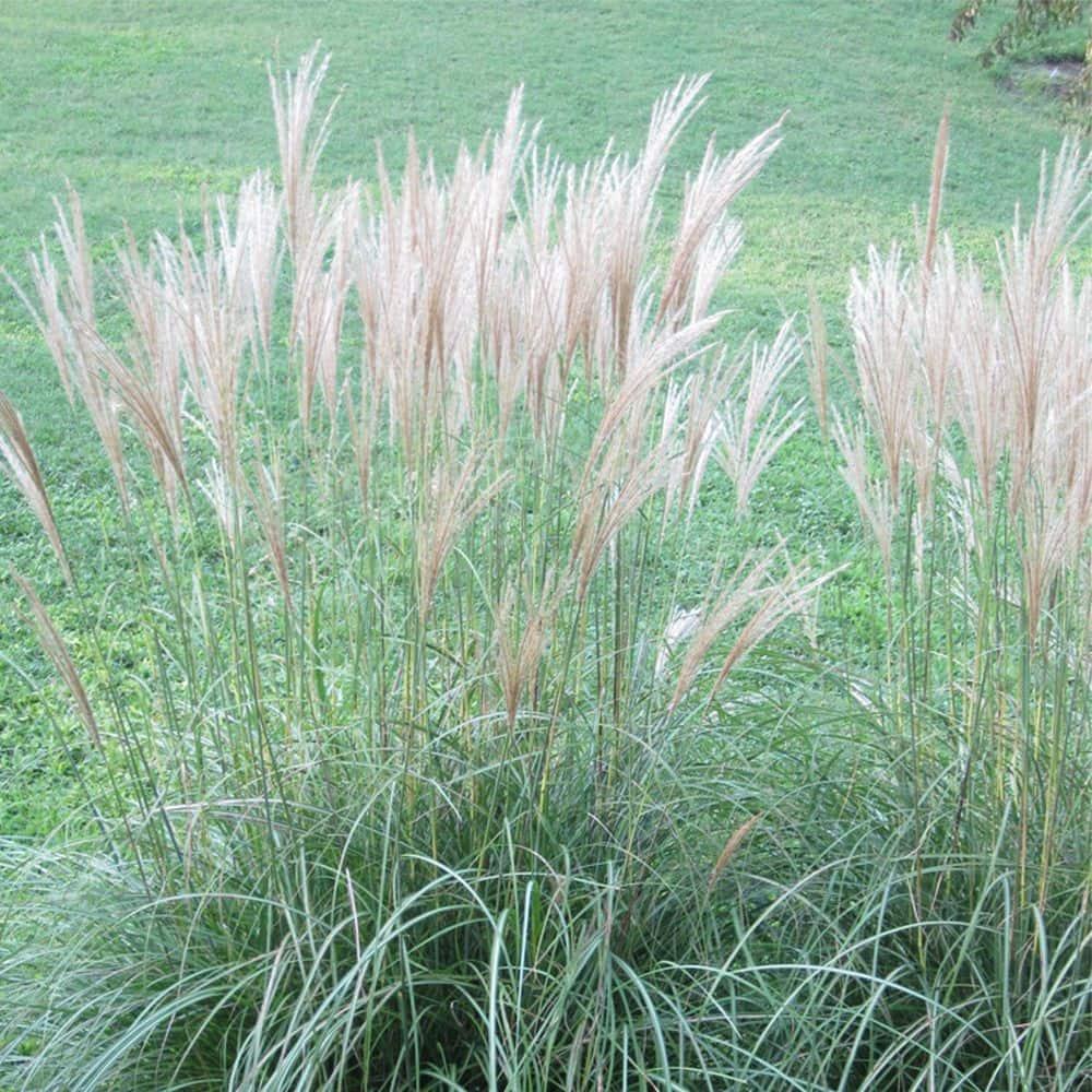 Van Zyverden Ornamental Grass Dwarf Maiden Grass 1 Dormant Potted Plant Pink Partial Sun Ornamental/Decorative 1 lb