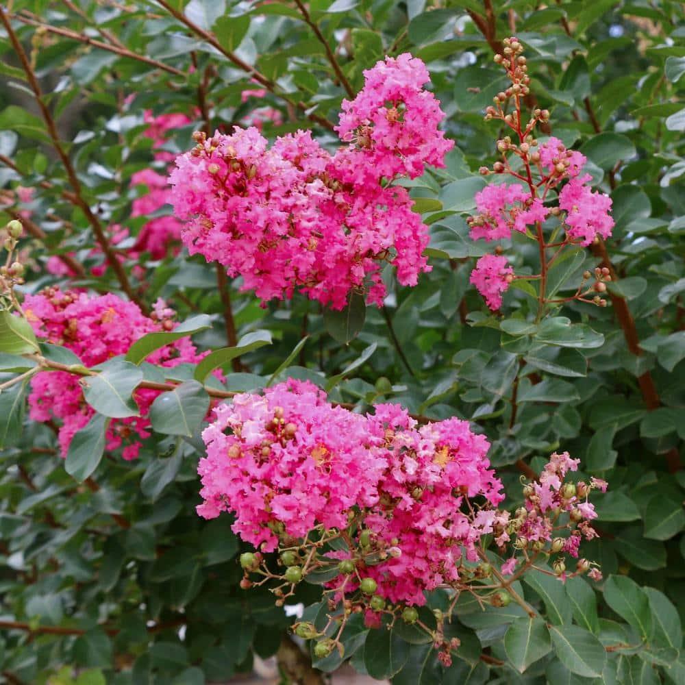 3 gal. Crape Myrtle Miami Shrub with Pink Flowers