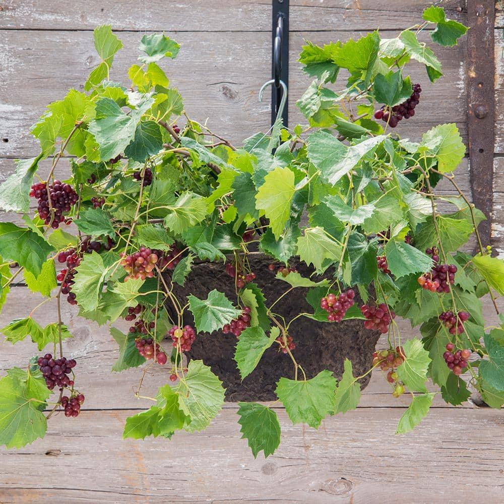 RazzMatazz Muscadine Grape Vine, DOR, WAmant Bare Root Fruit Bearing Starter Plant (1-Pack)