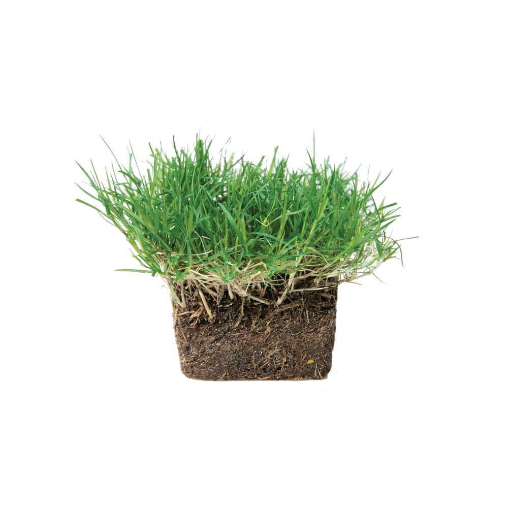 SodPods® Bermuda Grass Plugs (32-Count) Heat & Drought Tolerant Grass, Fast-Spreading, Durable Lawn Repair with Fully Developed Natural Roots – Cannot Ship to CA or AZ