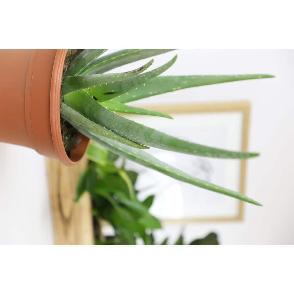 Element by Altman Plants Aloe Vera Succulent 3PK - Live House Plants - 3.5 in Grower Pot