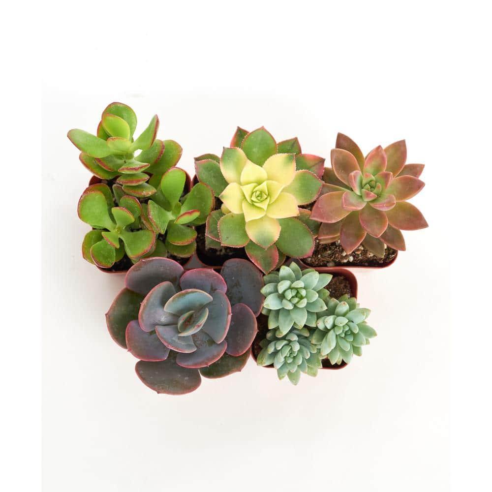 Unique Mix Live Succulents in Soil Hand Selected Variety (5-Pack)