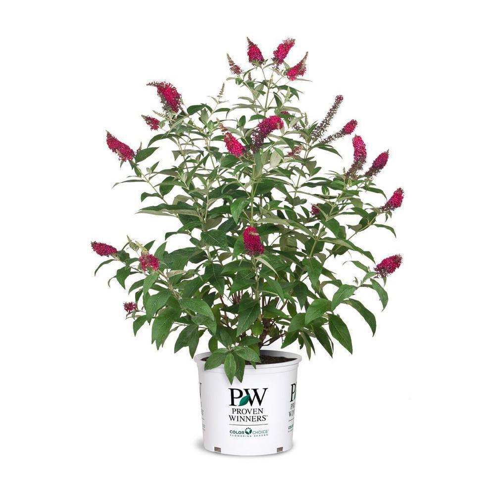 Miss Molly Pink and Red Butterfly Bush in 2-Gallon Container