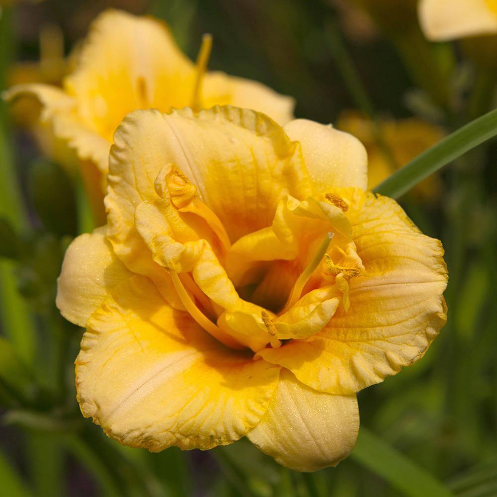 Altman Plants 1QT Assorted Daylily Live Plants (4 Pack) with Grower Pots