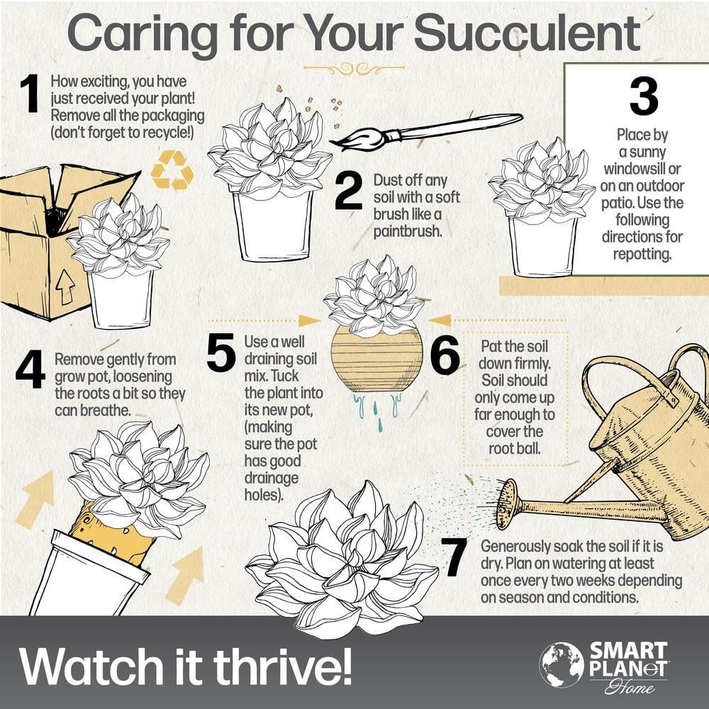 Altman Specialty Plants Live Succulent Plant in Nursery Pot