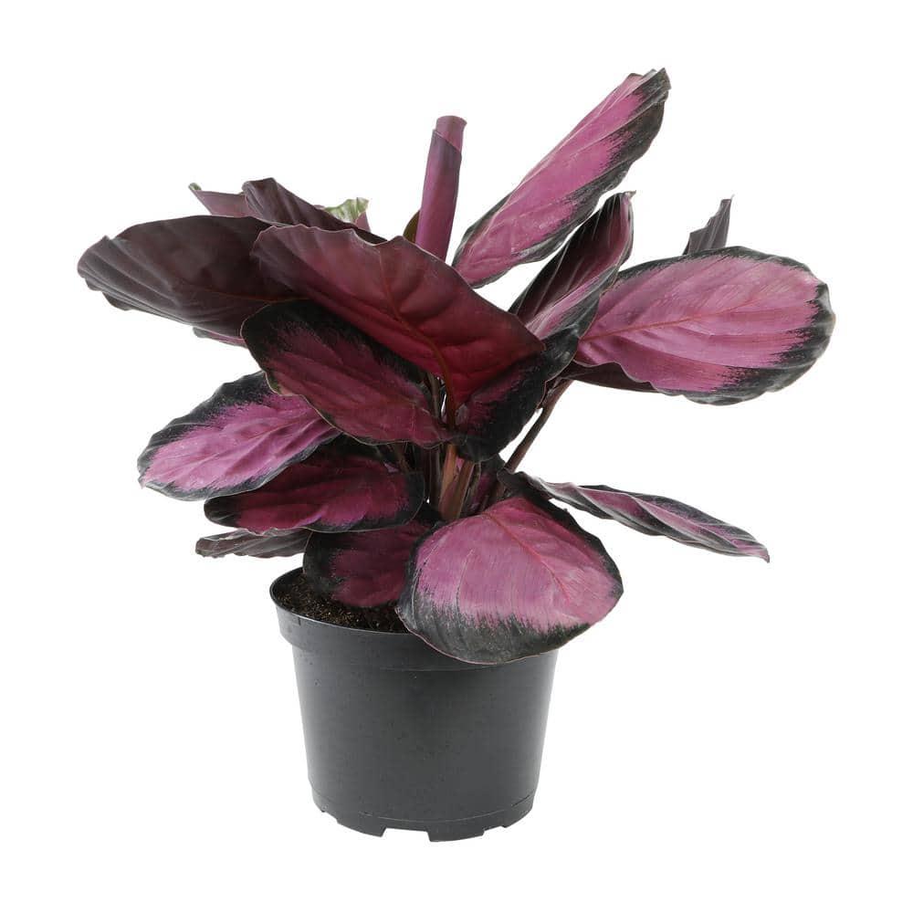 Purple Rose, Calathea Roseopicta | 6in Pot | Live Houseplant, Partial Sun | Element by Altman Plants