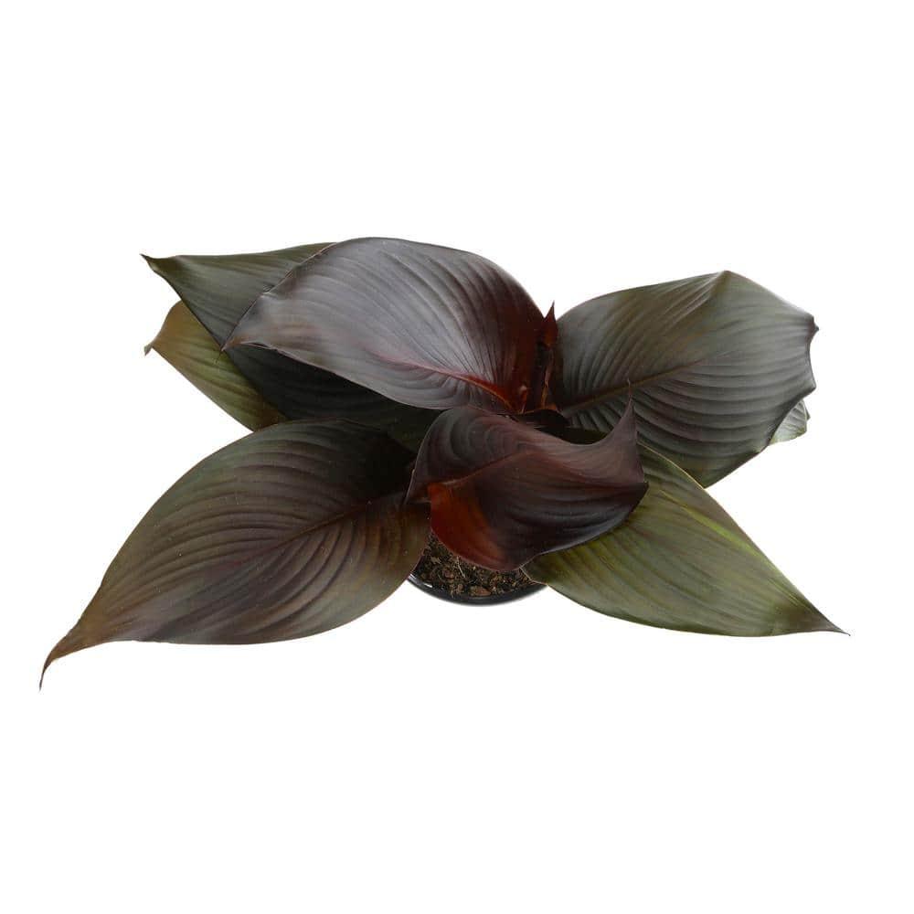 Altman Plants Black Tropicanna Canna Lily | Flowering Perennial Plant | 4qt. Grow Pot; Full Sun