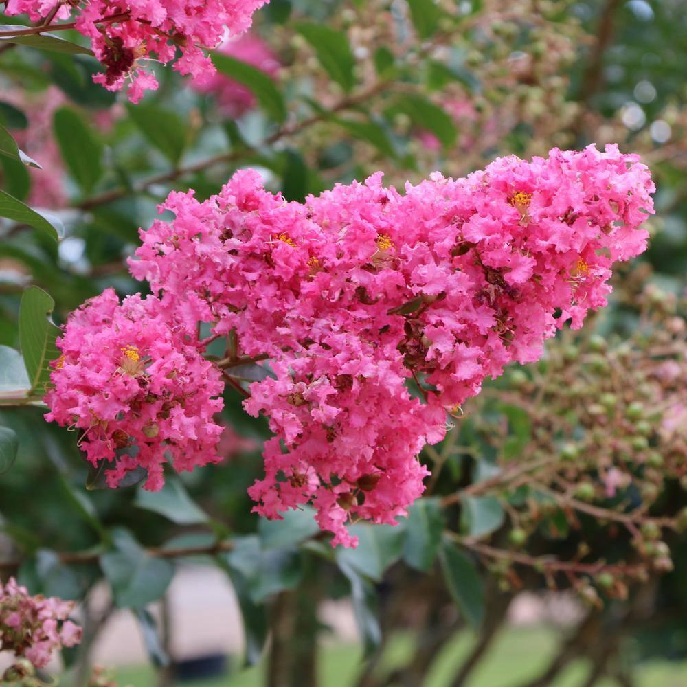 3 gal. Crape Myrtle Miami Shrub with Pink Flowers
