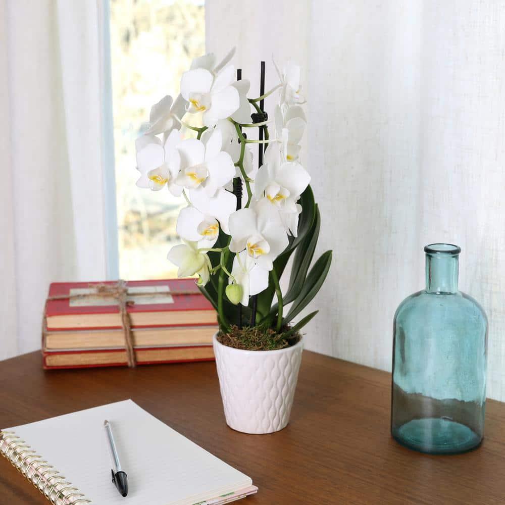 Just Add Ice 15-20" White and Yellow Petite Orchid Live Plant in 3" White Ceramic Pot, House Plant