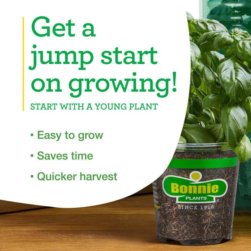 Bonnie Plants Lemon Thyme 19.3 oz. 2-Pack