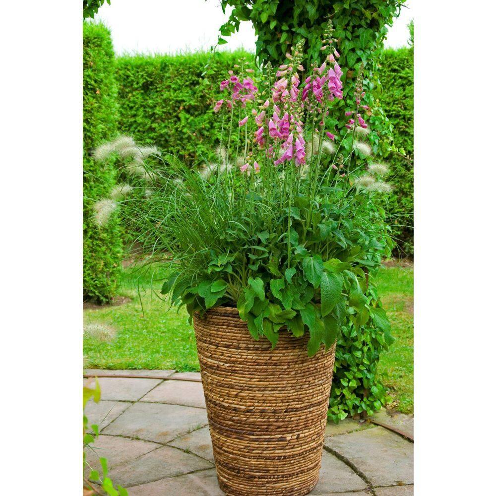 Camelot Rose Foxglove Dormant Bare Root Flowering Perennial Starter Plant, One Plant per Offer