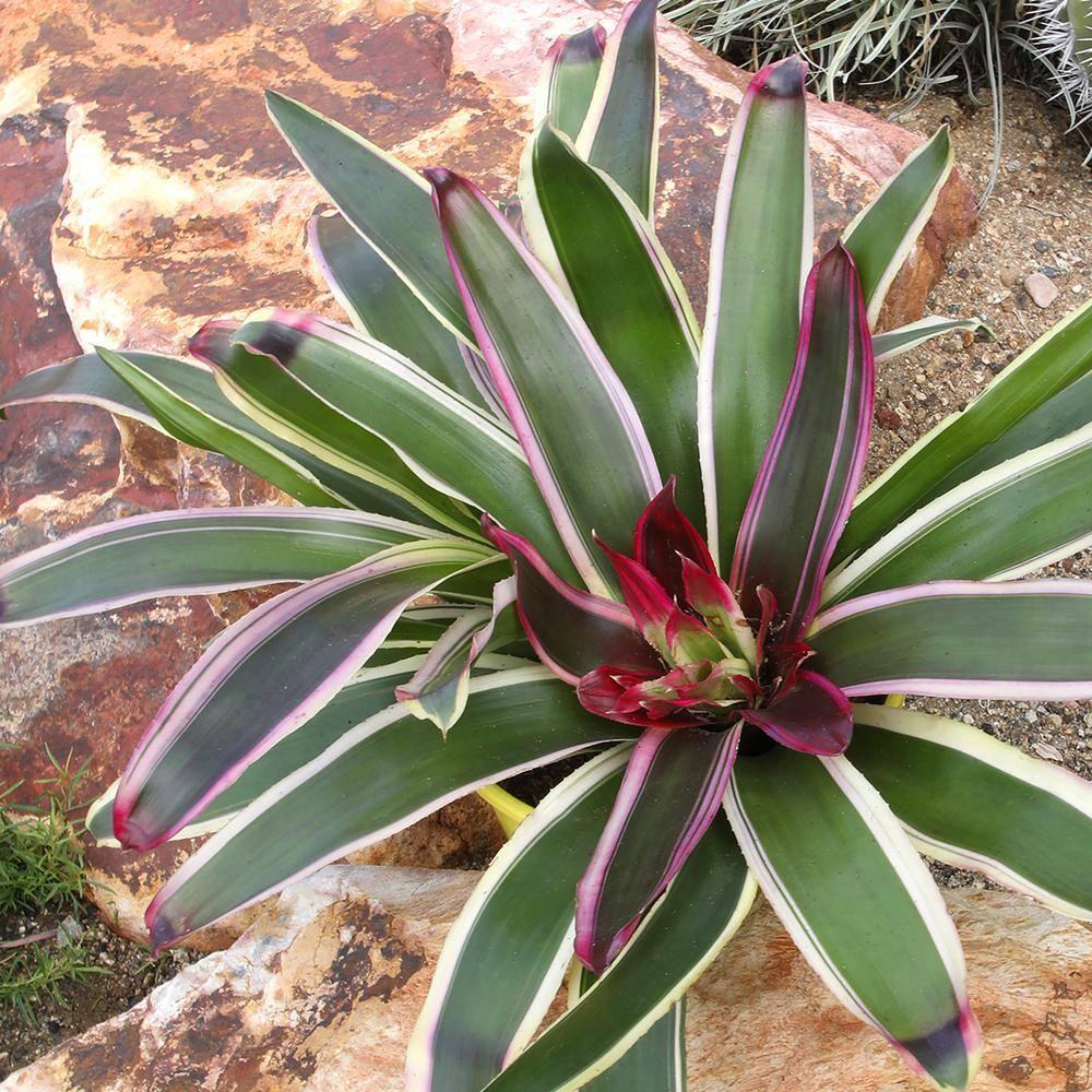 Altman Plants Neoregelia Rafael | Bromeliad Houseplant & Perennial | 4qt. Grow Pot; Indirect Light