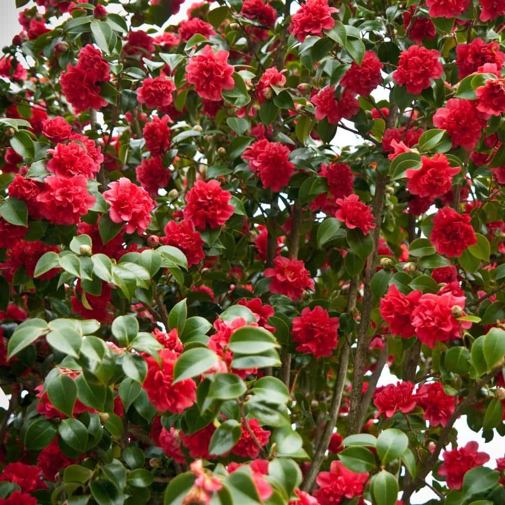 2.5 Qt. Professor Sargent Camellia Japonica Plant with Red Blooms