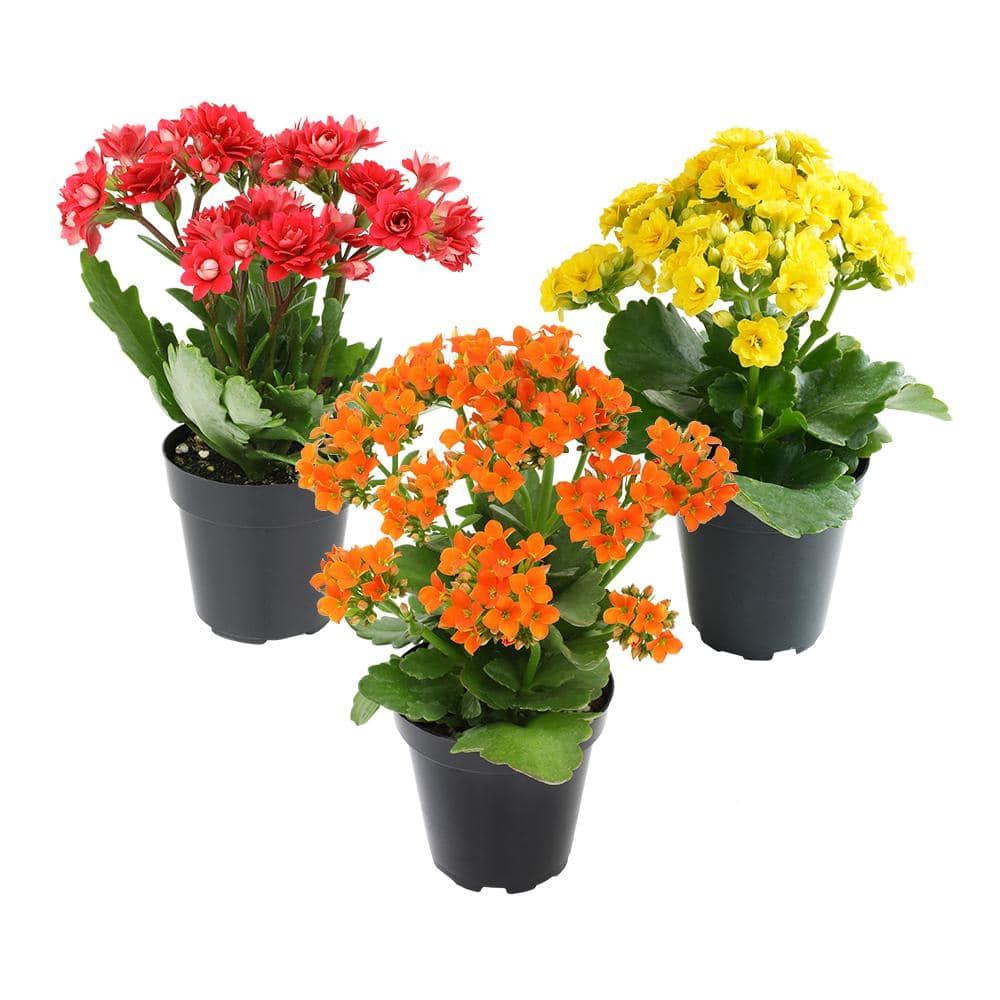 Element by Altman Plants 3.5IN Asst Kalanchoe (3 Pack)