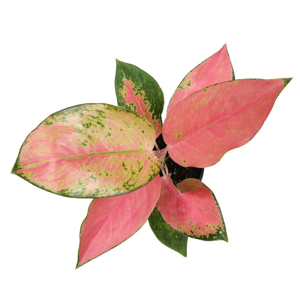 Aglaonema China Red | Pink Houseplant | 4.25in. Decor Pot; Indirect Light | Element by Altman Plants