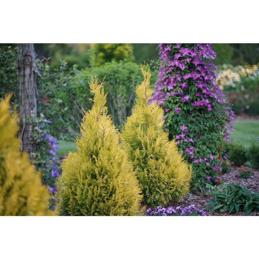 Proven Winners 1 Gallon Fluffy Western Arborvitae (Thuja) Live Evergreen Shrub