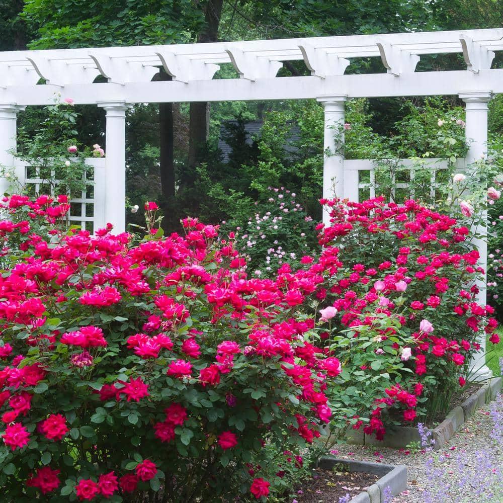 'The Red Double Knock Out® Rose' Live Shrub (1 gallon)