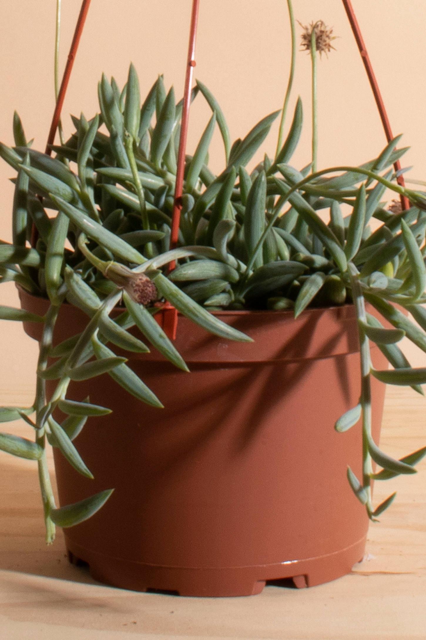 Home Botanicals Hanging String of Bananas Succulent in 6" Grow Pot with Hanger Included