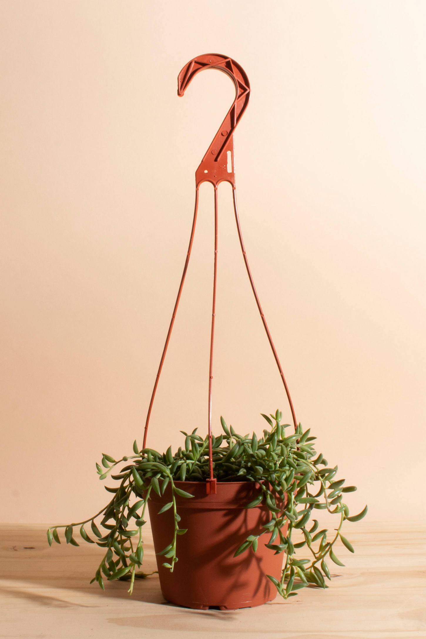 Home Botanicals Hanging String of Bananas Succulent in 6" Grow Pot with Hanger Included