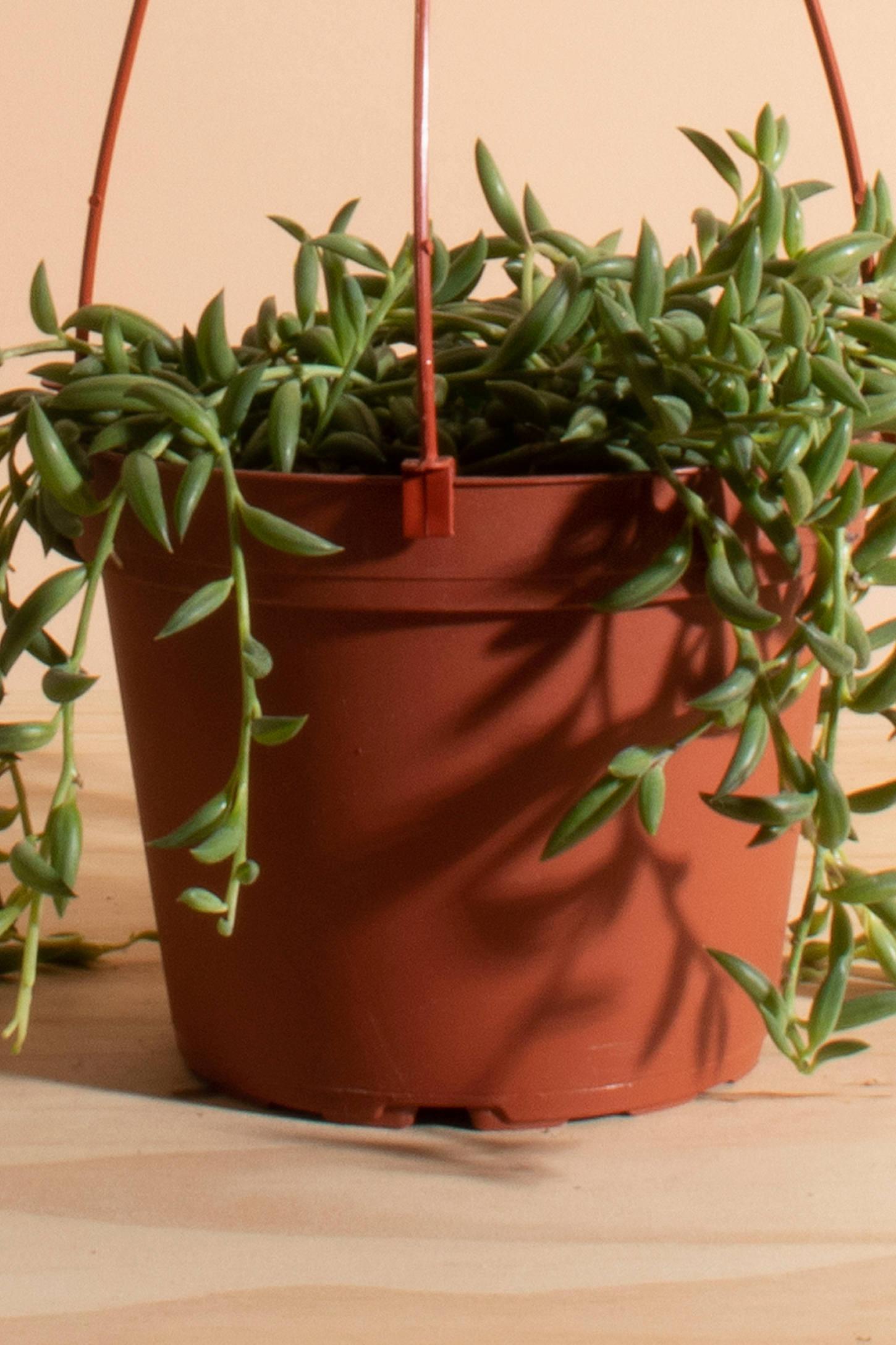 Home Botanicals Hanging String of Bananas Succulent in 6" Grow Pot with Hanger Included