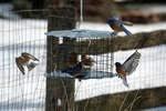 Blue Glass and Metal Squirrel Resistant Hanging Bird Feeder