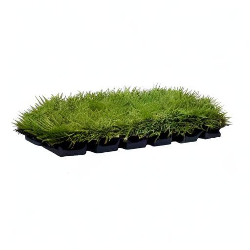 Florida Foliage Zoysia Sod Plugs - Large 3" x 3" Plugs - 18 Count Tray - Drought, Salt & Shade Tolerant Turf Grass