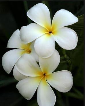 Hawaiian White Plumeria Plant Cutting ~ Grow Hawaii