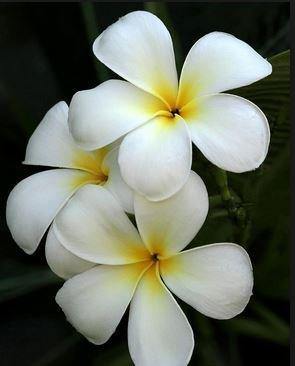 Hawaiian White Plumeria Plant Cutting ~ Grow Hawaii