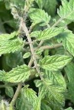 Golden Yellow Tumbling Tom Cherry Tomato Plant for Hanging Baskets